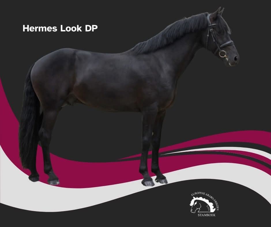 Hermès Look DP 030 - Photo 3