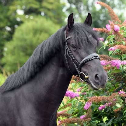 Hermès Look DP 030 - Photo 5