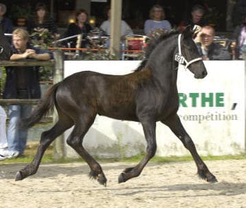 Adeline du Perche - Photo 4