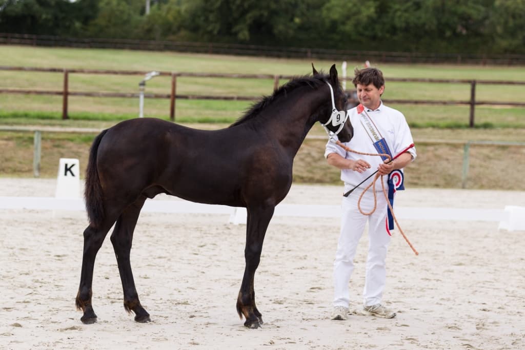 Adeline du Perche - Photo 6