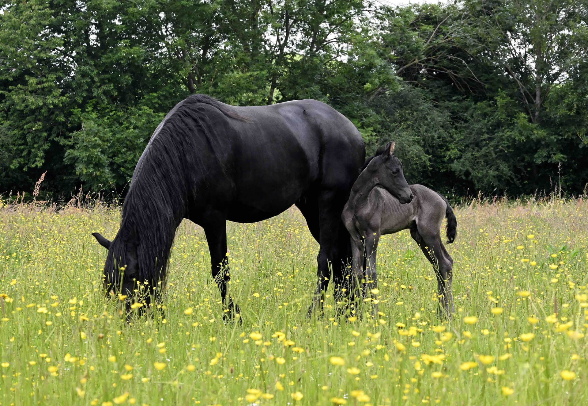 Carla du Perche - Photo 3