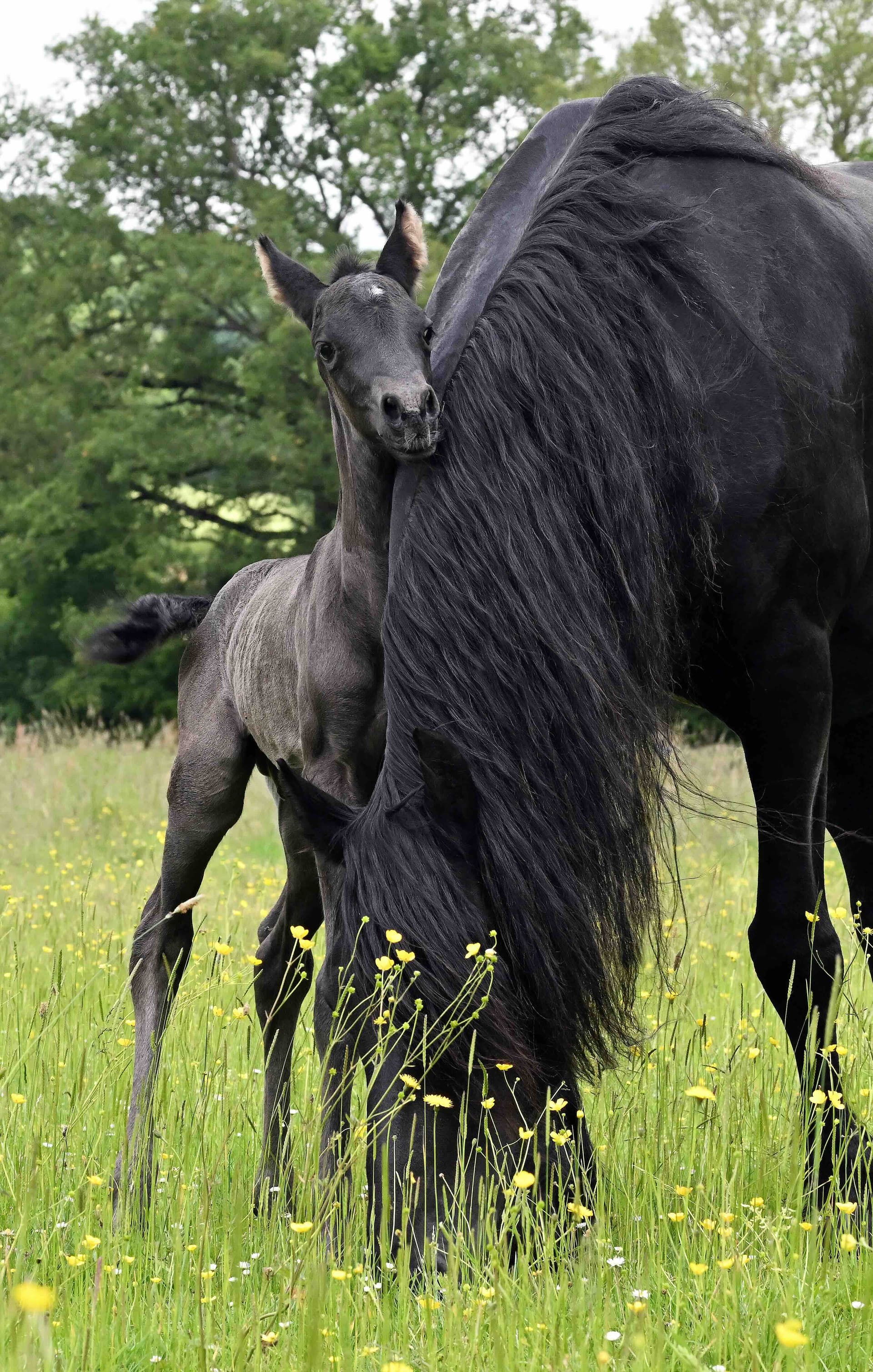 Carla du Perche - Photo 4