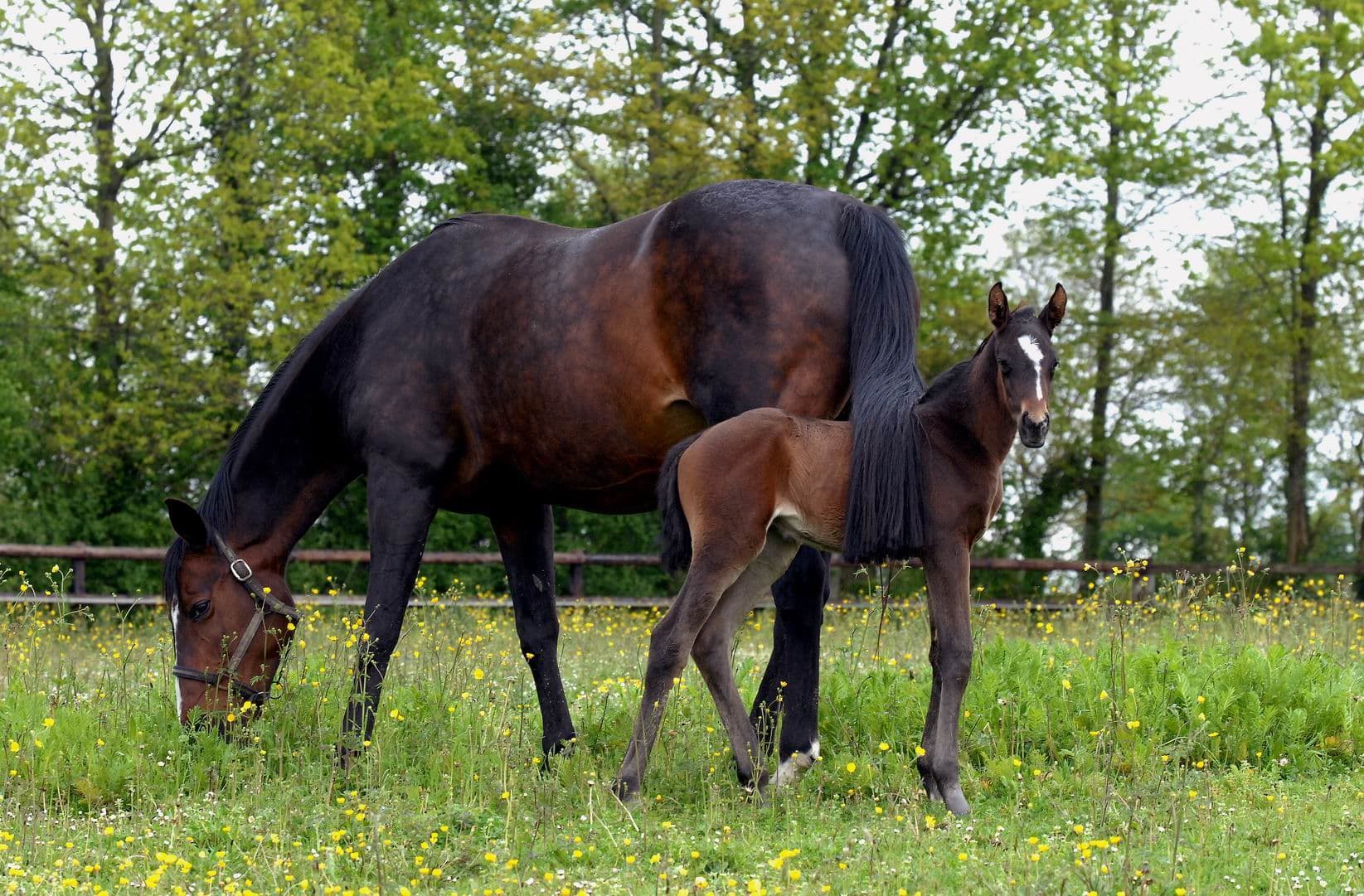 Cassie du Perche - Photo 2