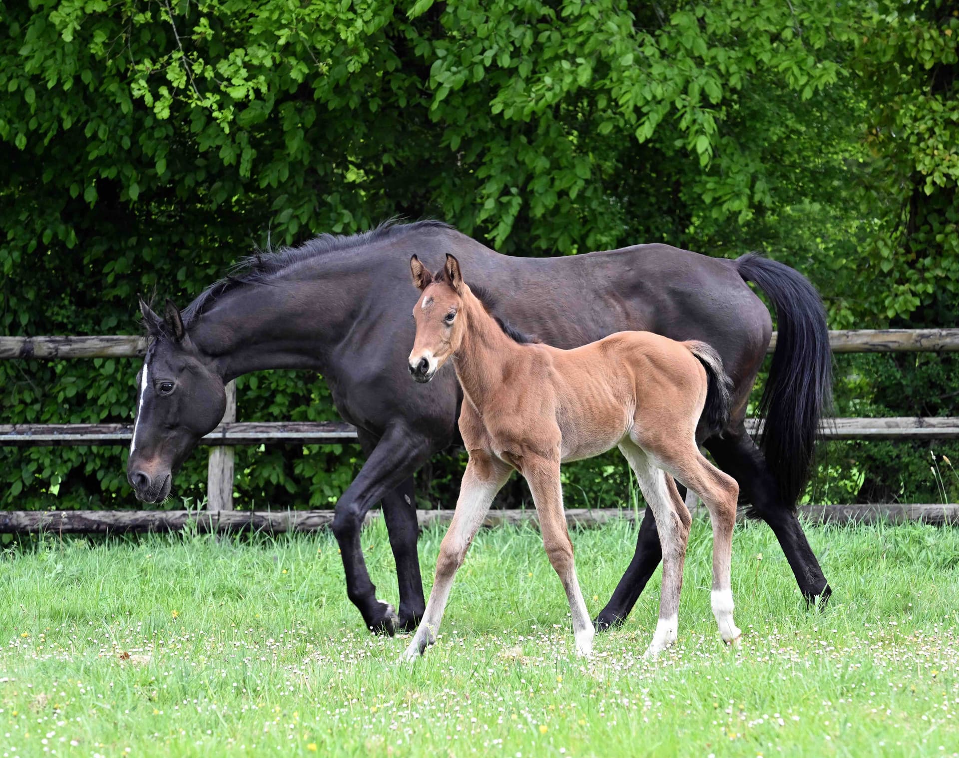 Cassie du Perche - Photo 3