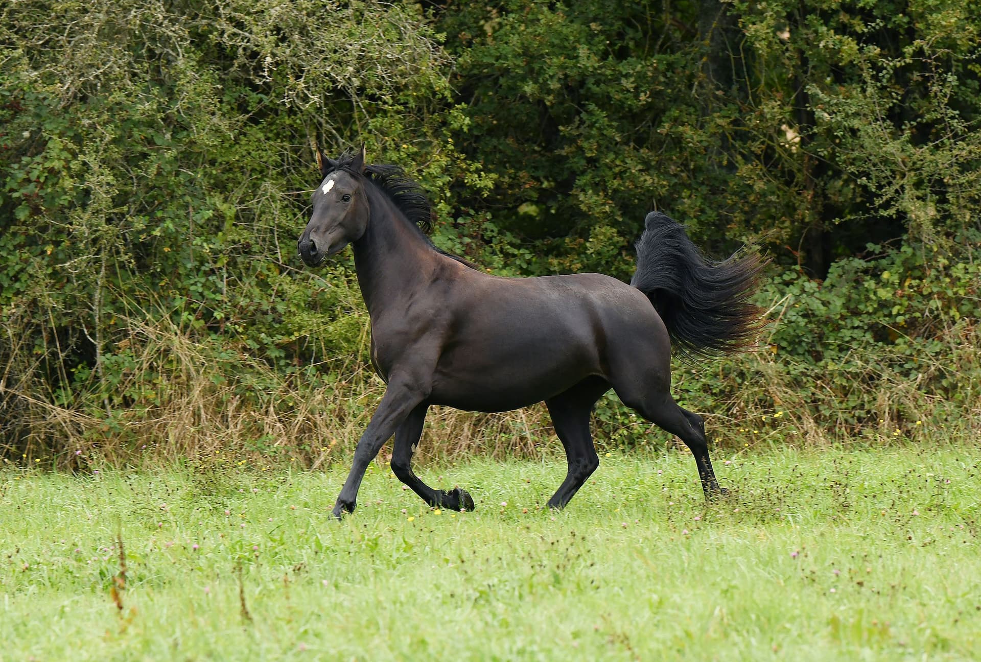 Just a Look du Perche