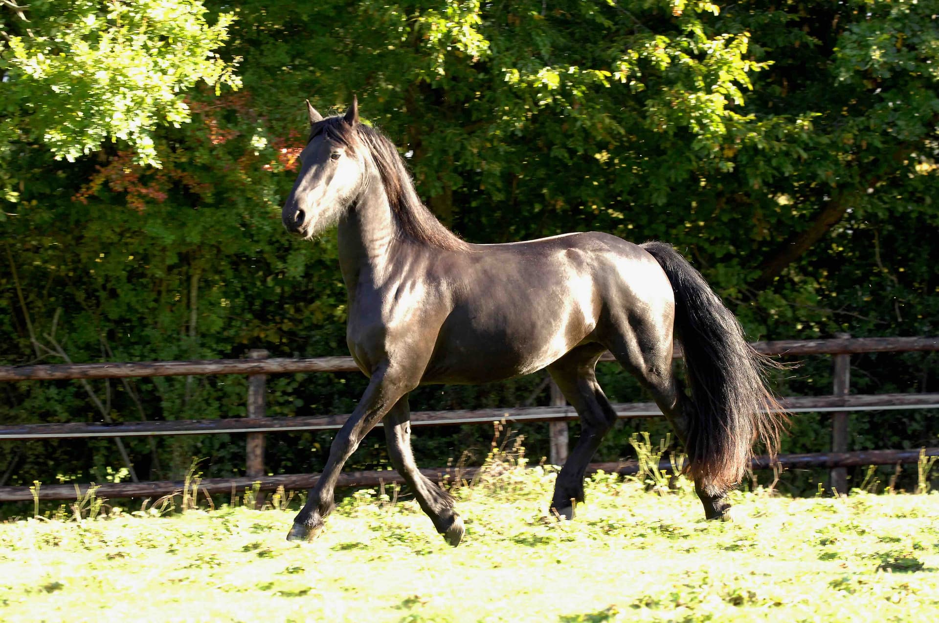 Lola du Perche - Photo 3