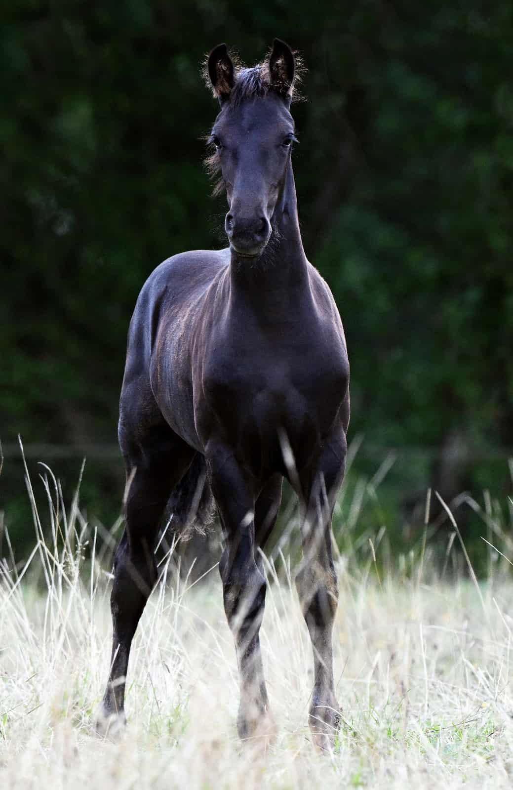 Chams du Perche - Photo 5