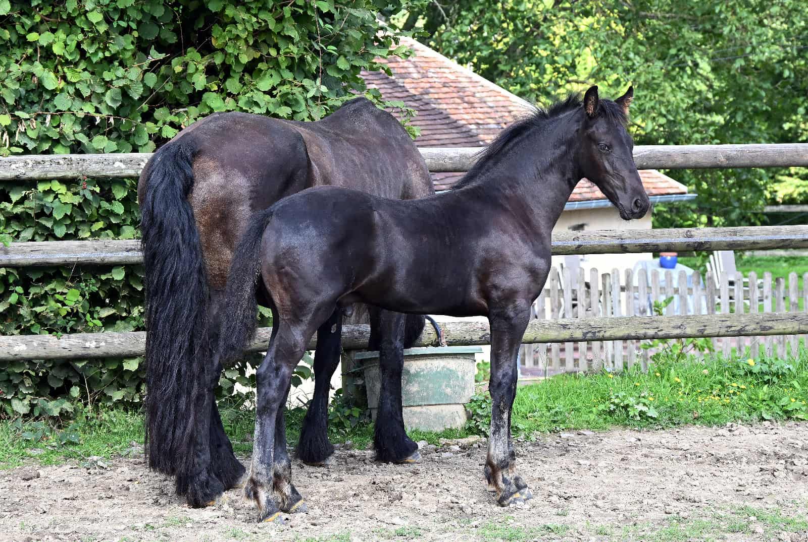 Chams du Perche - Photo 6