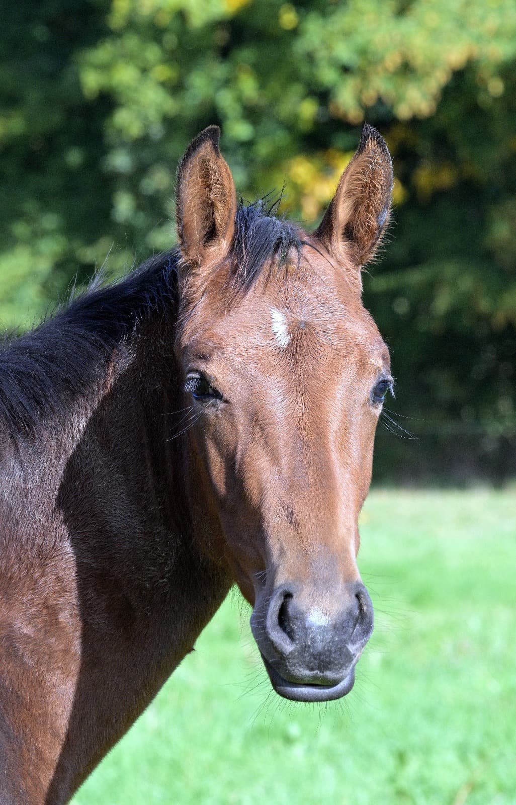 Palma du Perche - Photo 2