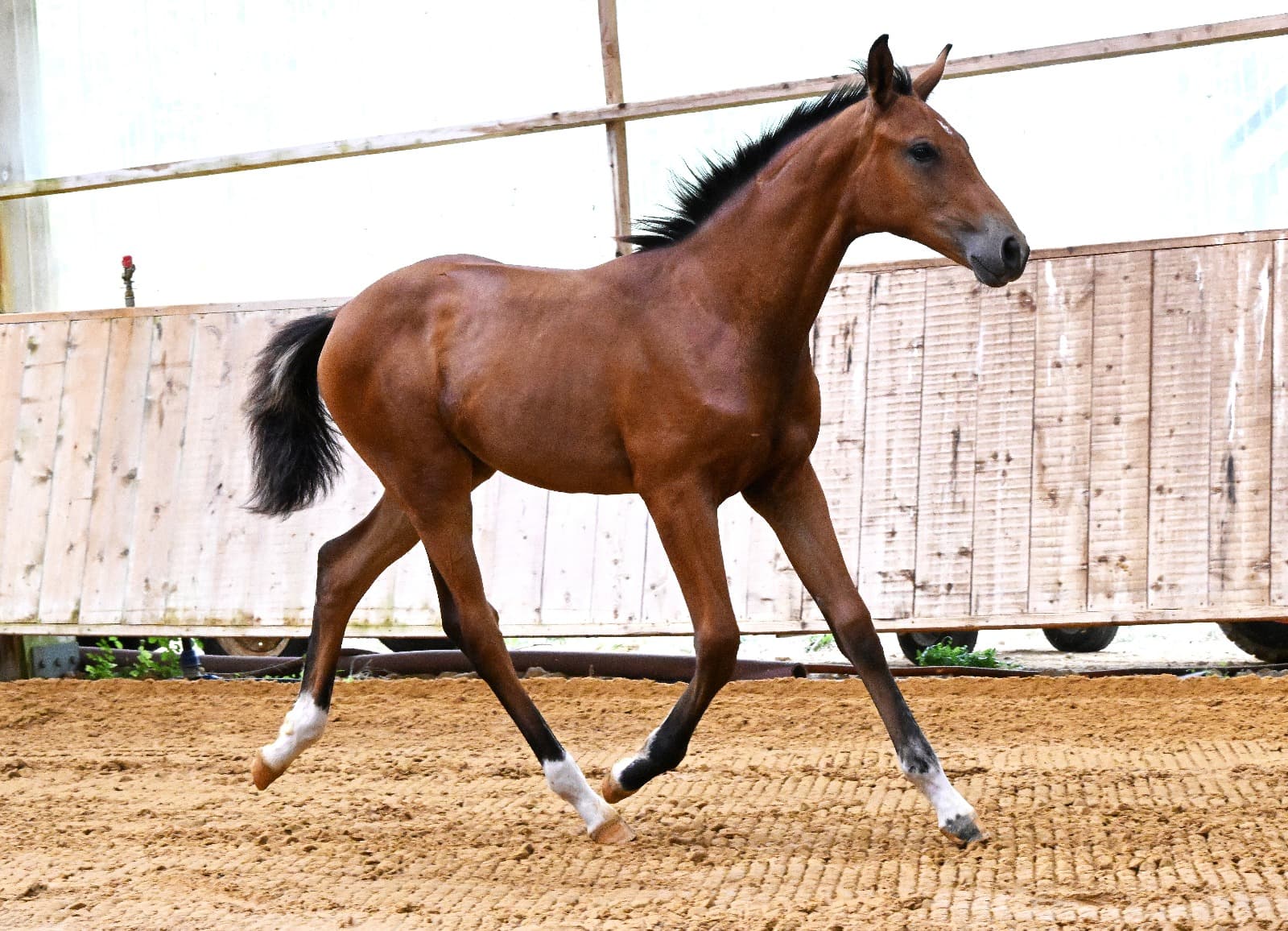 Palma du Perche - Photo 3