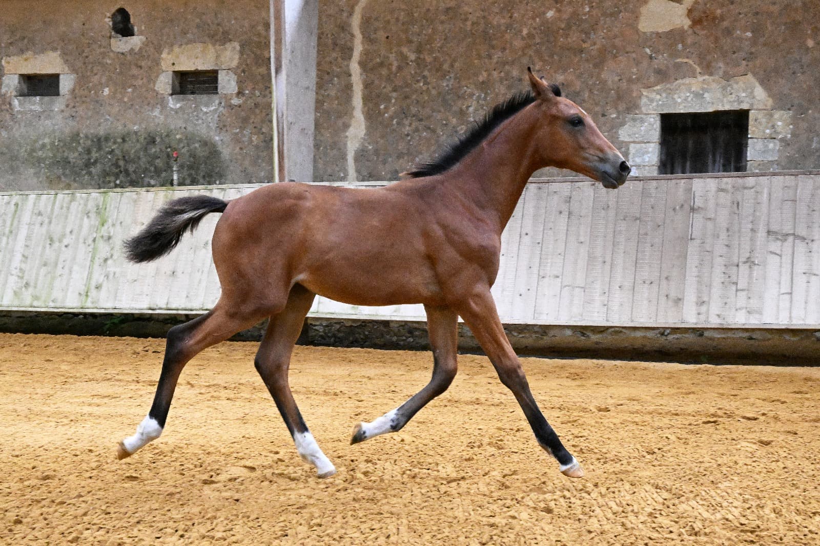 Palma du Perche - Photo 4