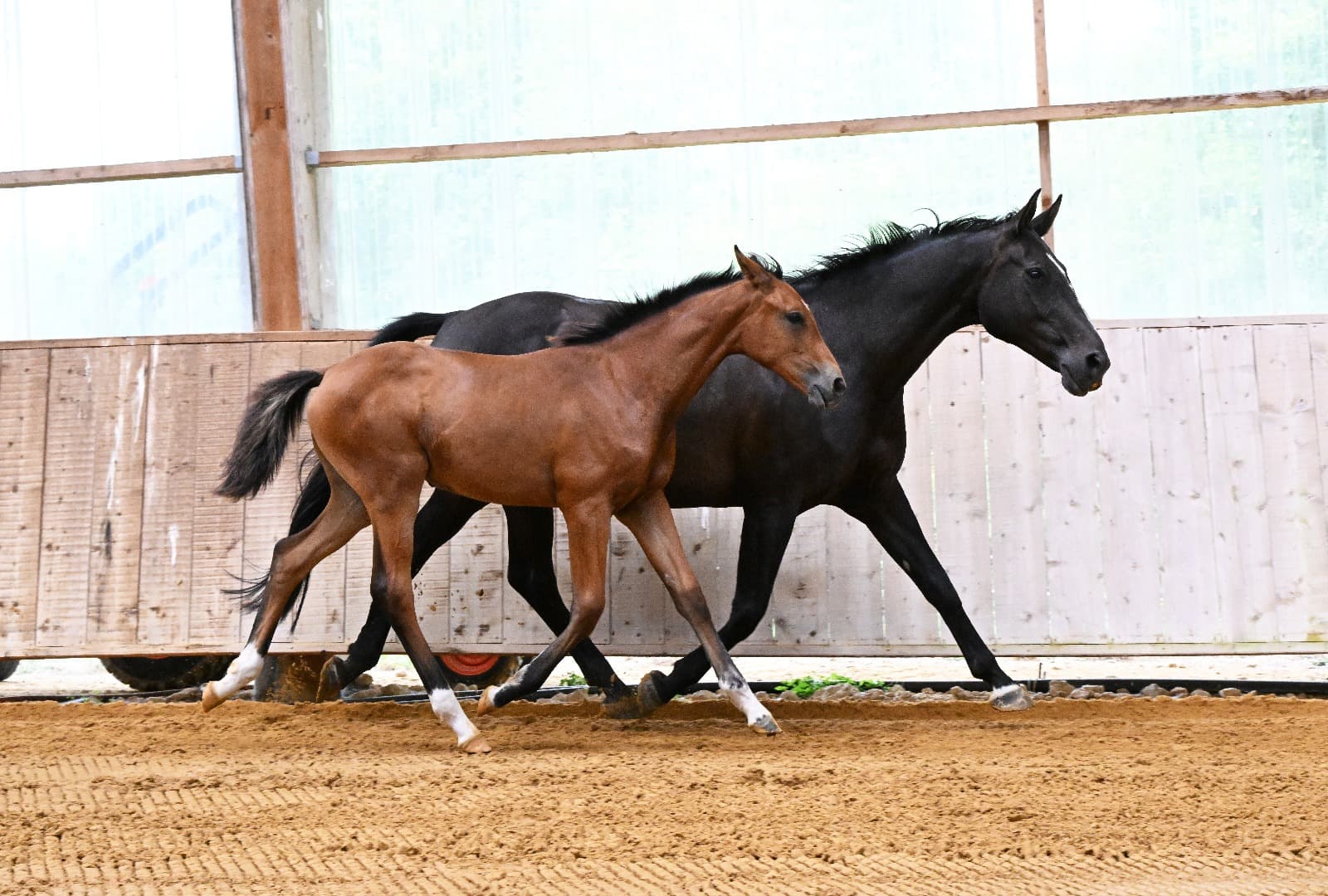 Palma du Perche - Photo 5