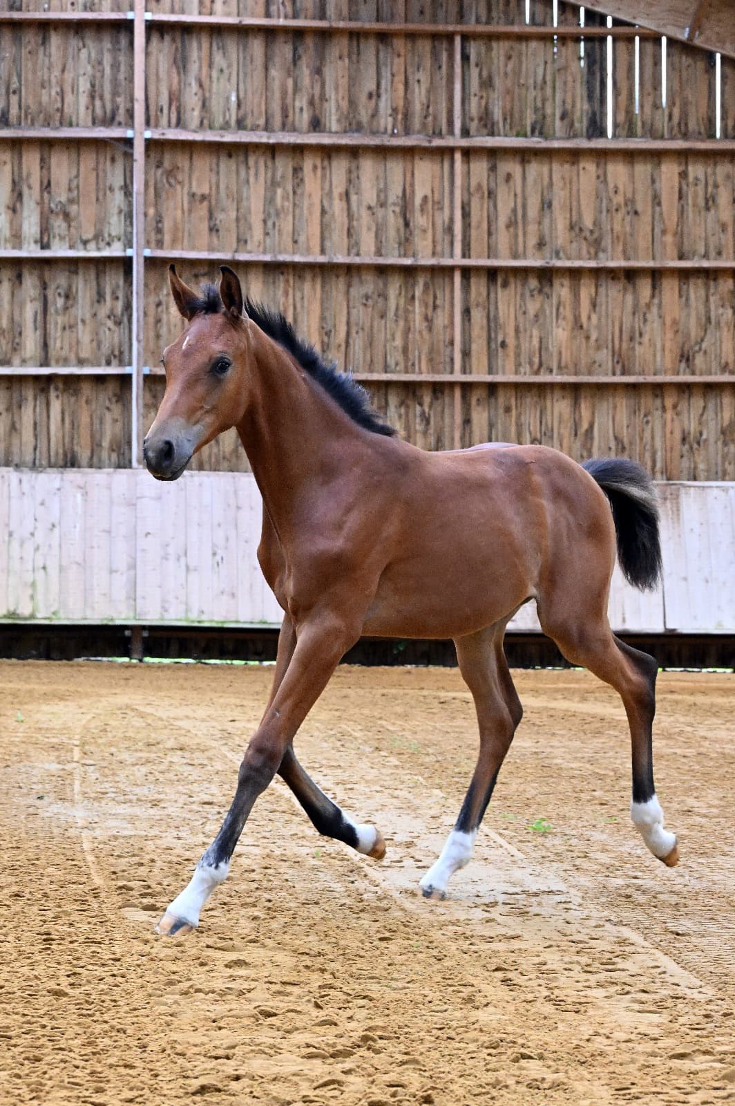 Palma du Perche - Photo 6