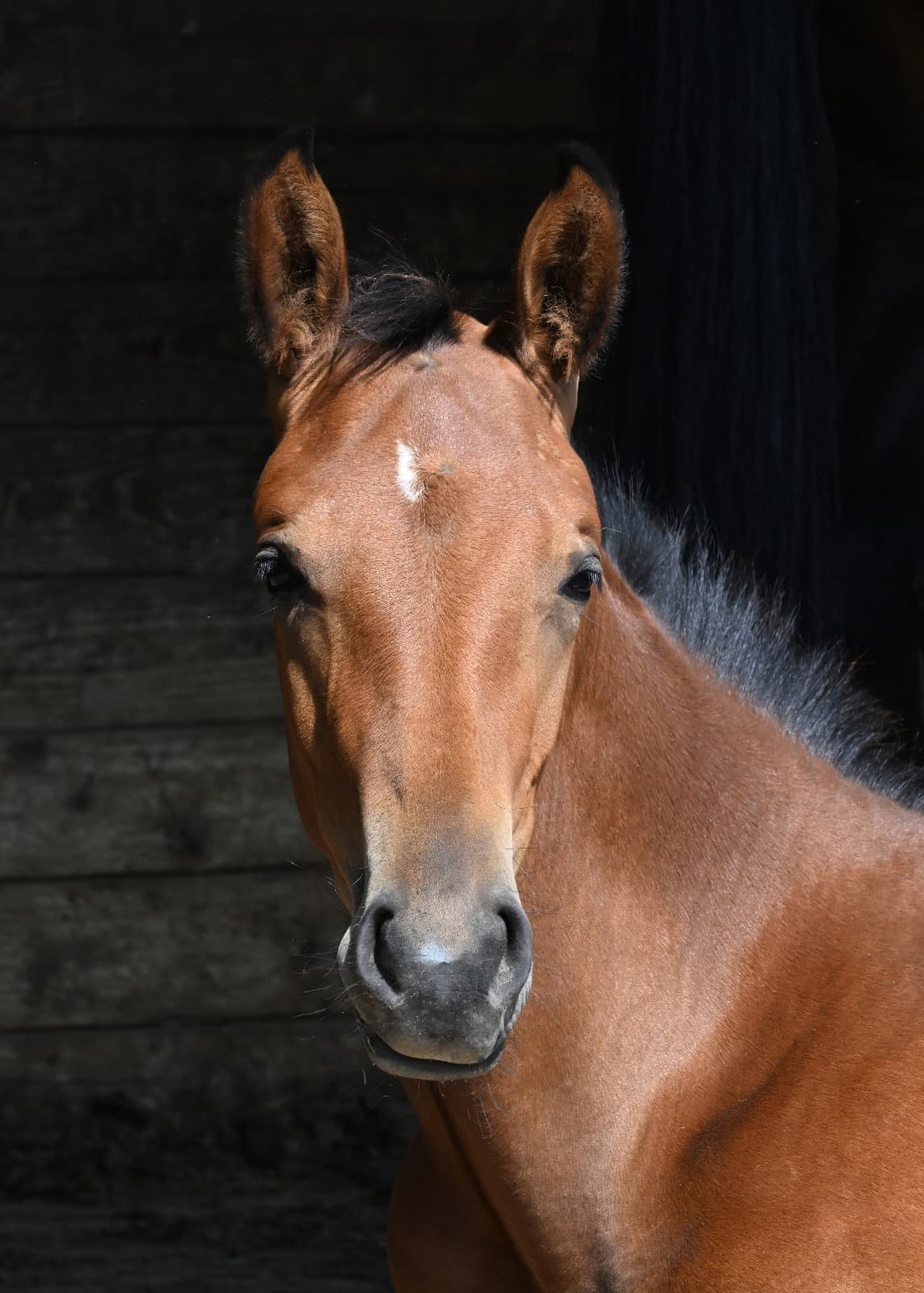Palma du Perche - Photo 7