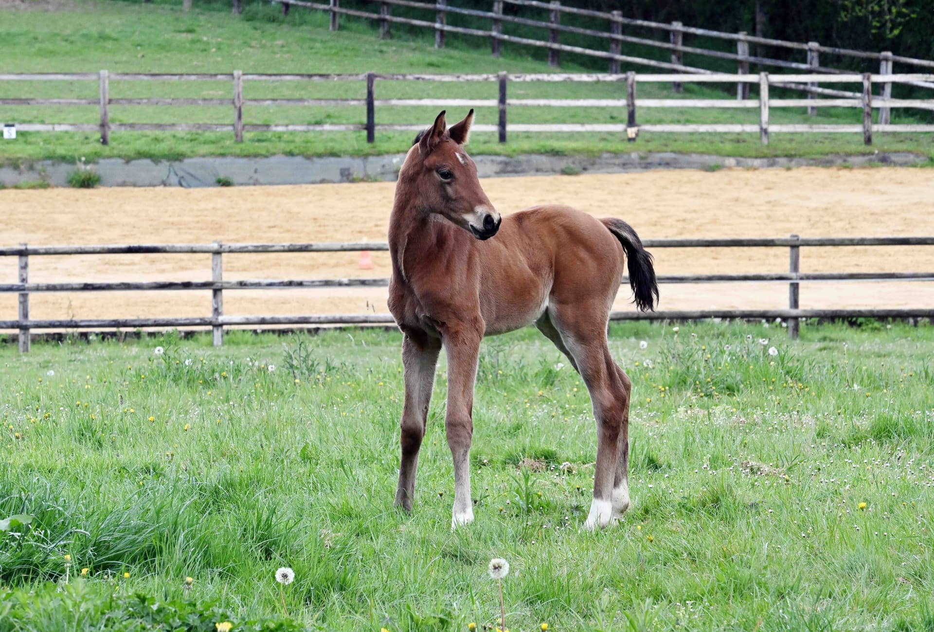 Palma du Perche - Photo 8