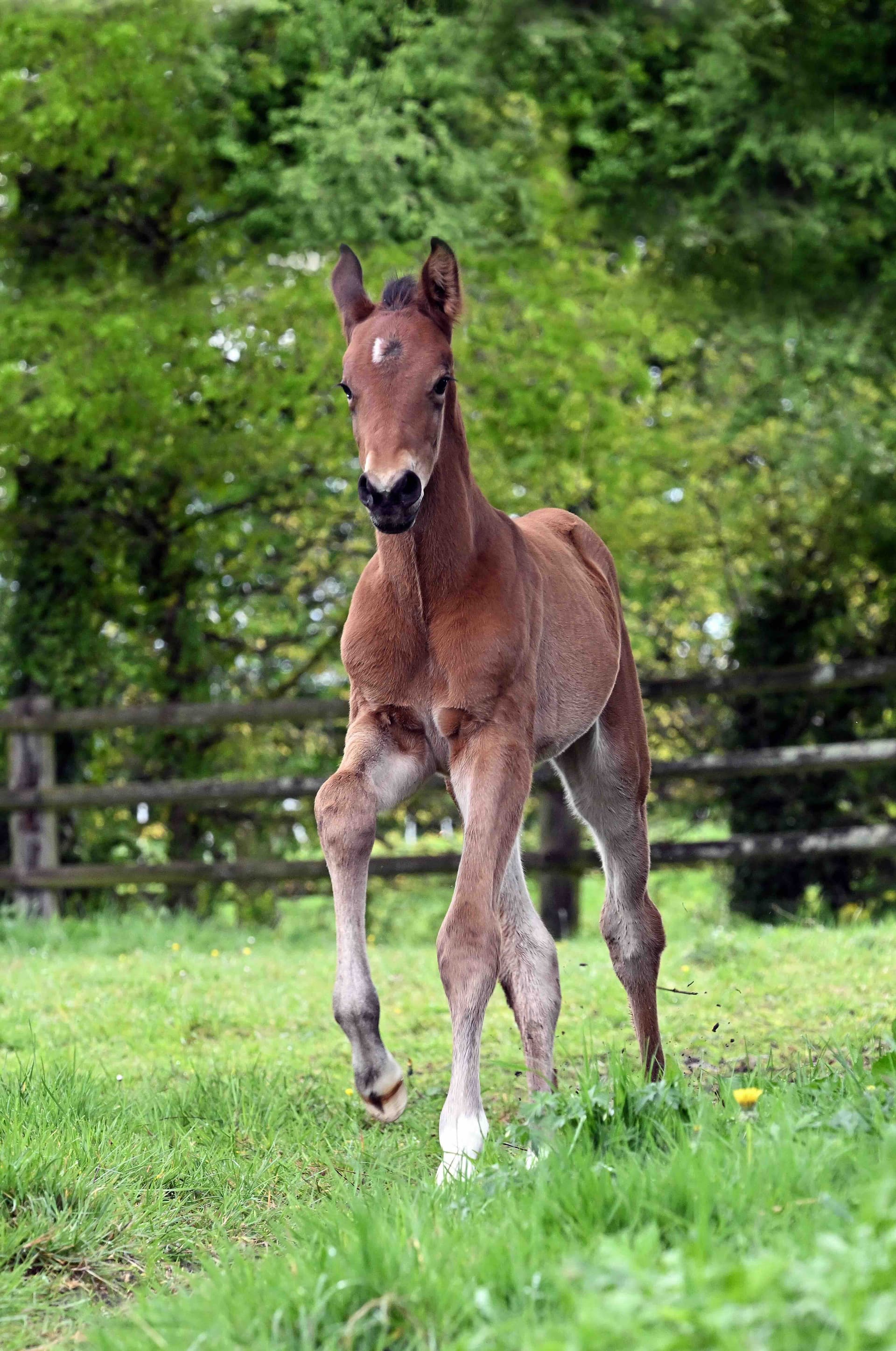 Palma du Perche - Photo 9