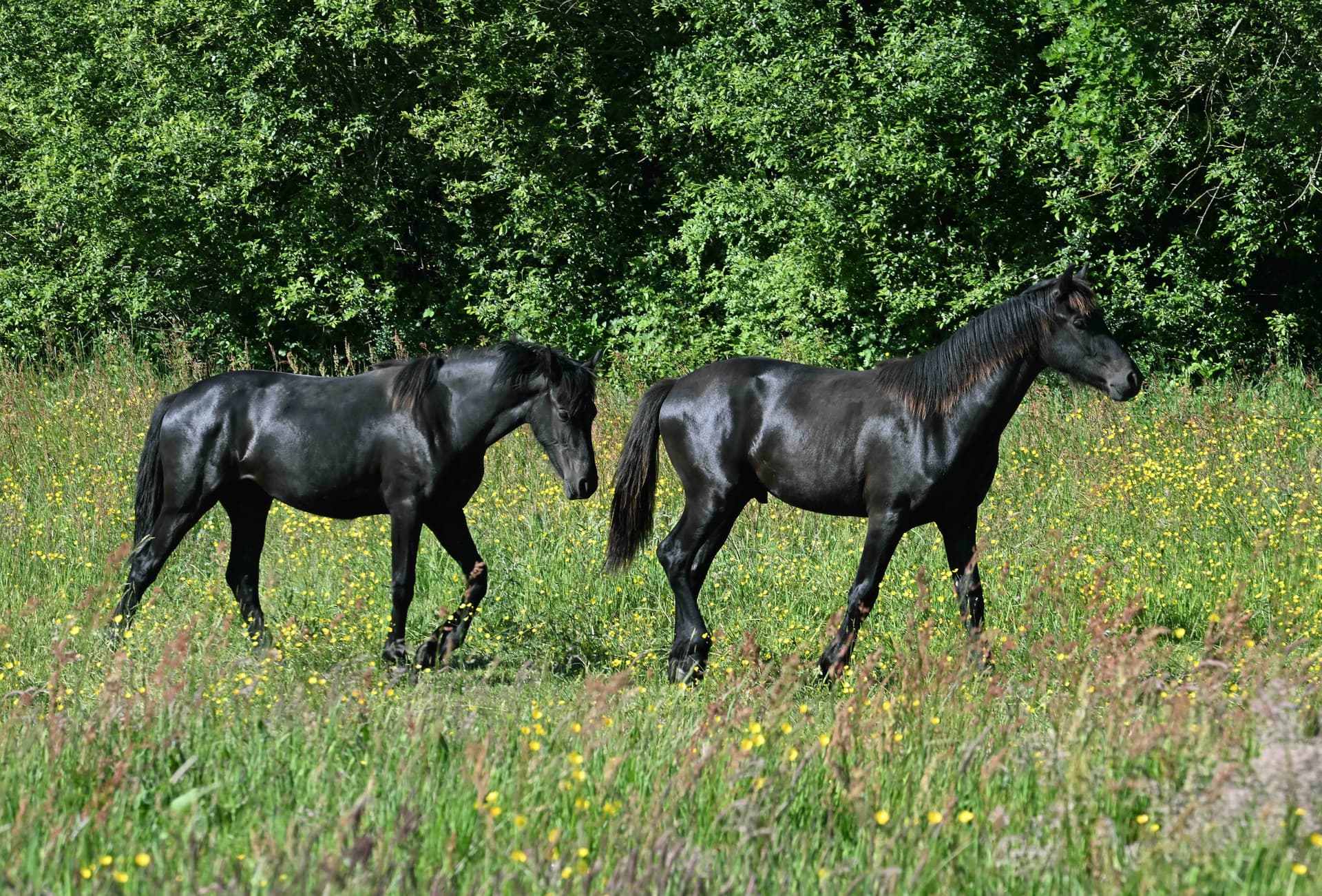 Zack du Perche - Photo 2