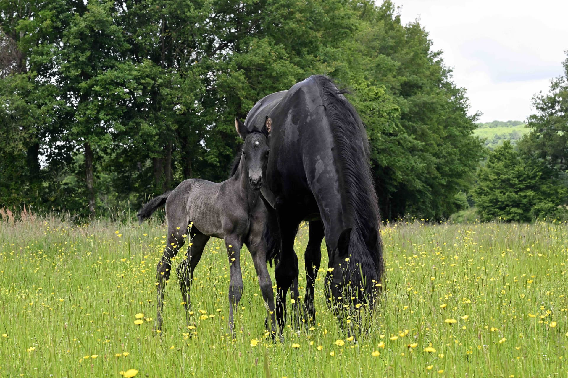 Zack du Perche - Photo 5