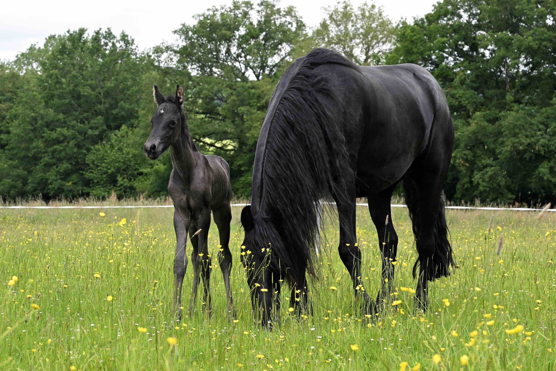 Zack du Perche - Photo 6