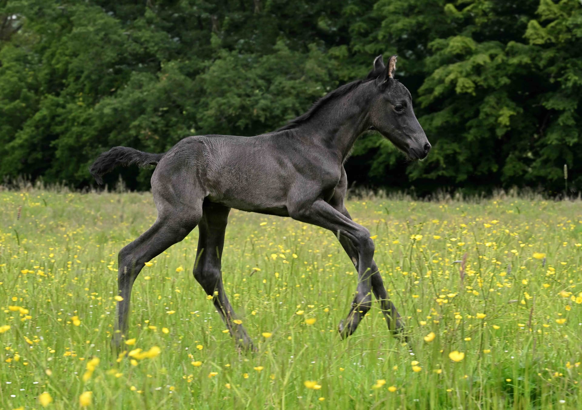 Zack du Perche - Photo 7