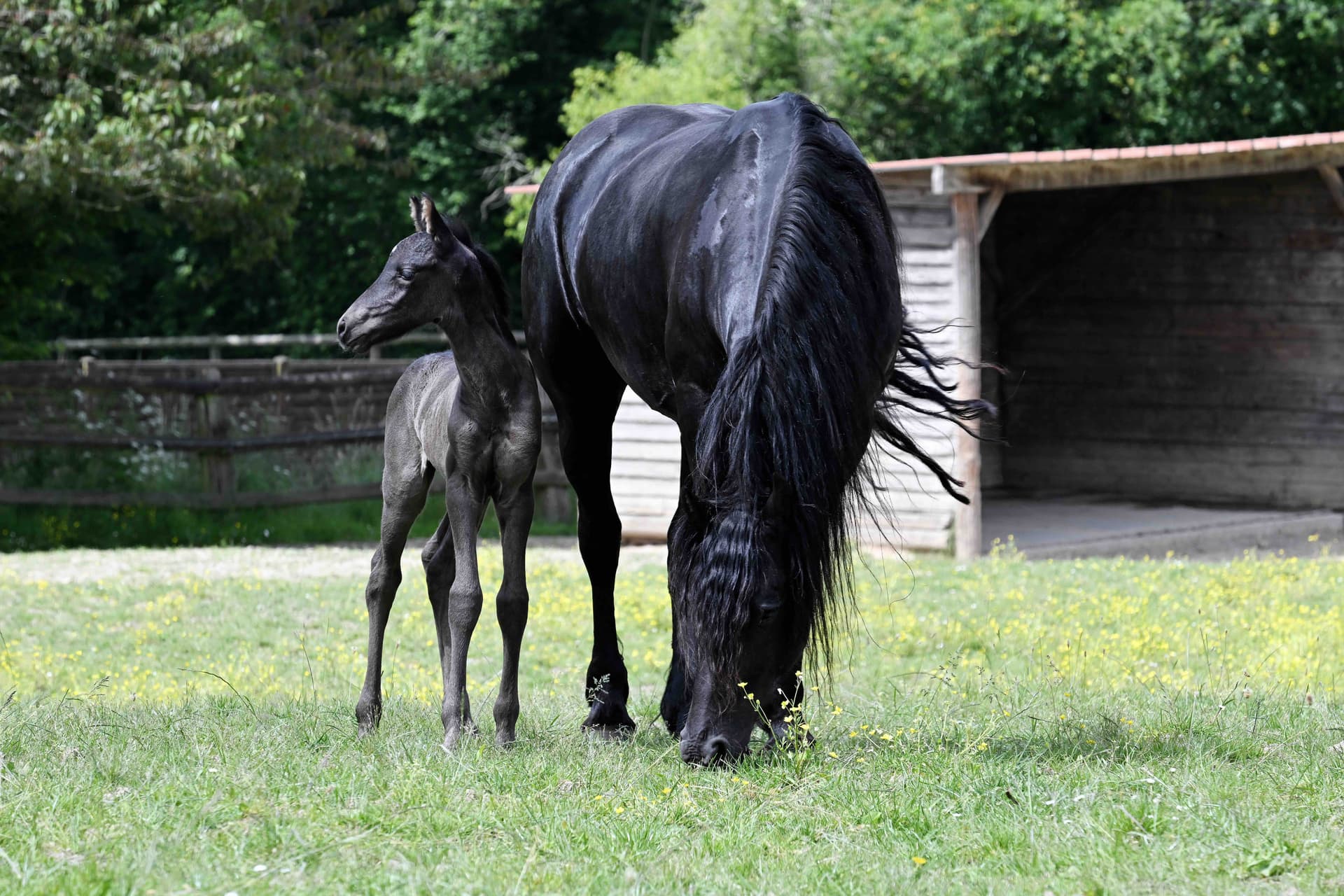 Zack du Perche - Photo 8