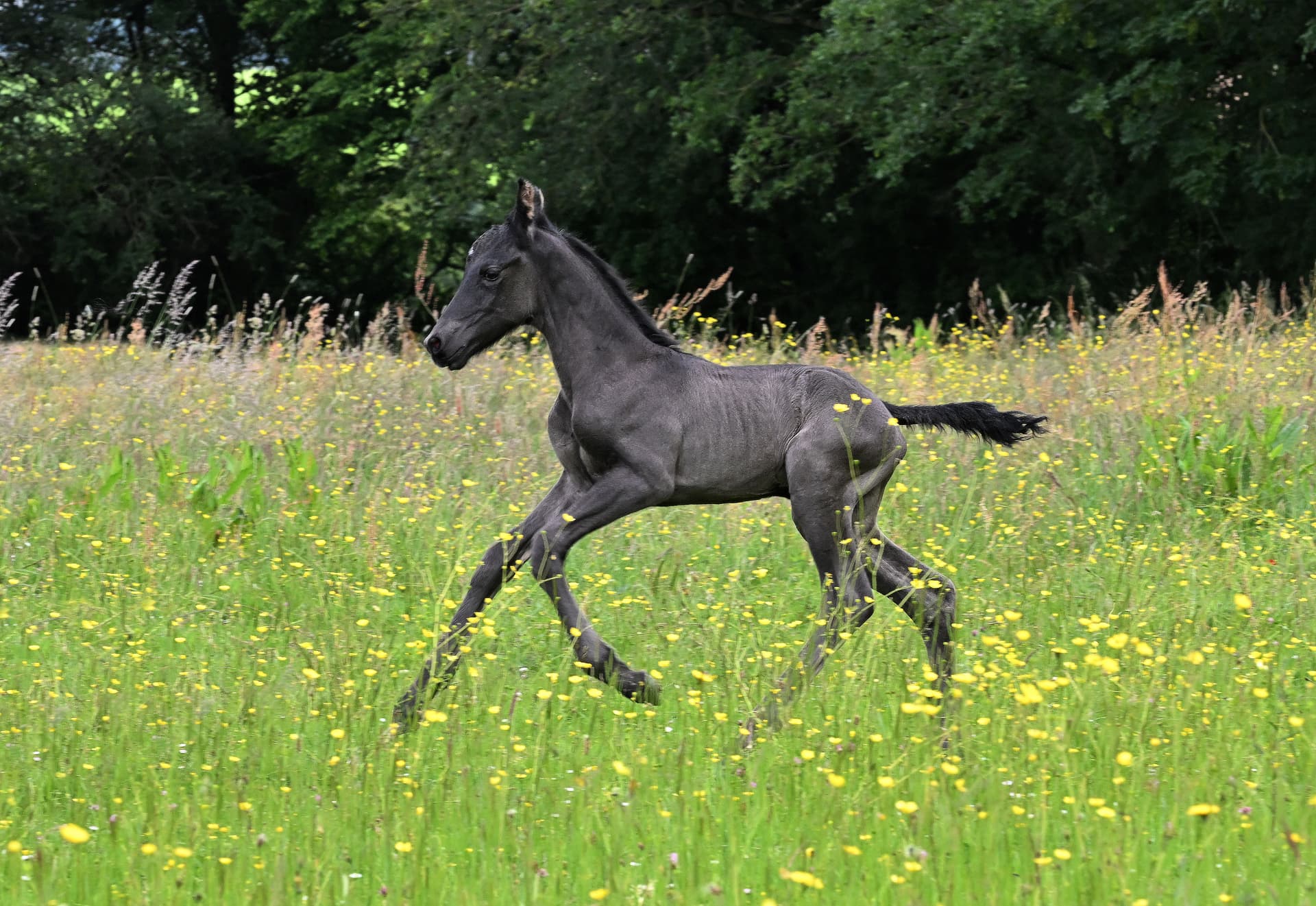 Poulain Arabo-Frison