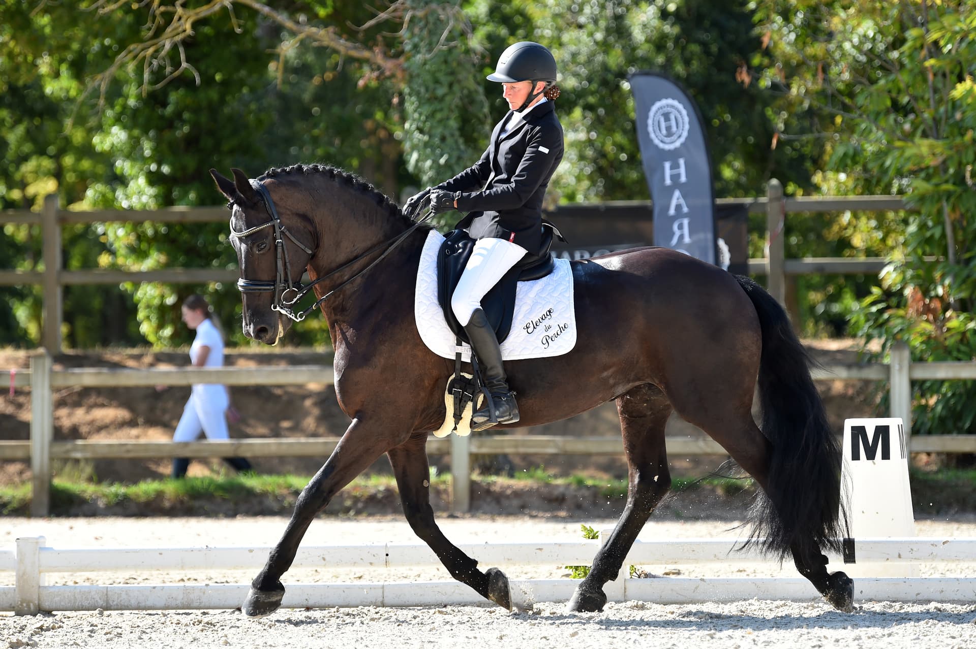 Cheval en concours de dressage