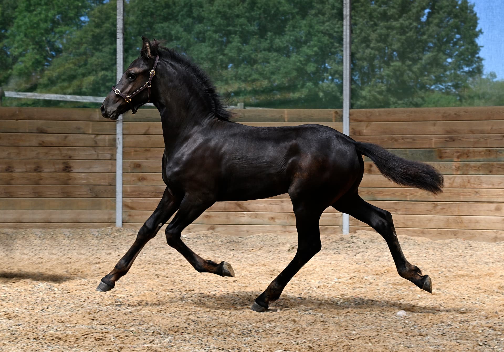 Poulain en rond de longe
